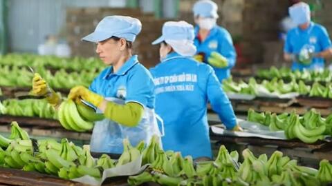 Lãi lớn nhờ chuối, HAG sắp đạt mục tiêu xóa lỗ lũy kế