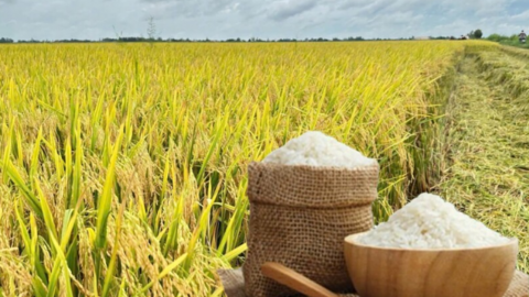 Giá lúa gạo hôm nay ngày 16/7: Lúa chững giá, gạo xuất khẩu tăng nhẹ