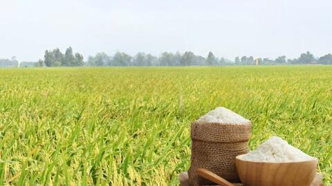Giá lúa gạo hôm nay ngày 15/8: Gạo ổn định, lúa tươi giảm