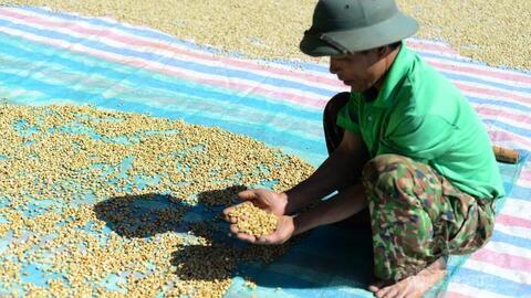 Giá cà phê hôm nay 4/9/2025: Giảm mạnh 6.000 đồng/kg chỉ sau một ngày