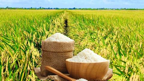 Giá lúa gạo hôm nay ngày 8/9: Gạo nguyên liệu giảm, lúa vững giá
