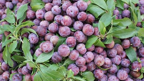 Mận Tả Van chín sớm được giá