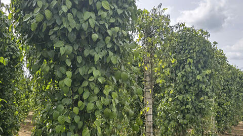 Giá tiêu hôm nay 21/7/2025: Thị trường trong nước duy trì ổn định