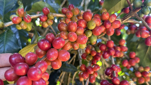 Giá cà phê Robusta bật tăng gần 2% lên mức 3.411 USD/tấn