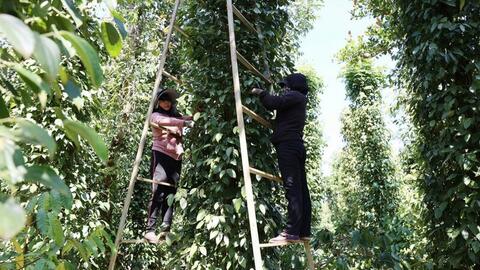 Giá tiêu hôm nay 4/8/2025: Trong nước cao nhất 140.000 đồng/kg