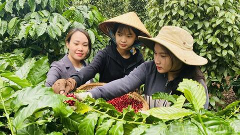 Giá cà phê hôm nay 22/8/2025: Trong nước tiếp tục tăng mạnh