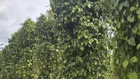 Giá tiêu hôm nay 29/8/2025: Nội địa tăng mạnh 2.000 đồng/kg