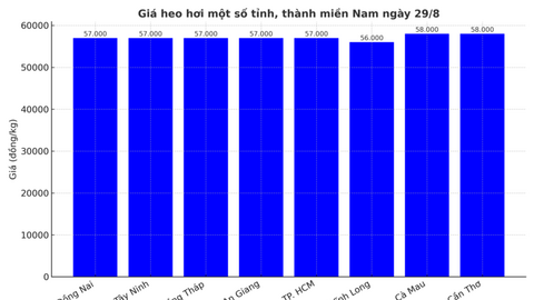 Giá heo hơi hôm nay 29/8/2025: Miền Bắc bất ngờ đảo chiều tăng
