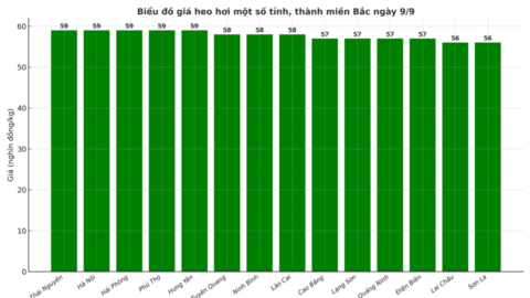 Giá heo hơi hôm nay 9/9/2025: Tăng mạnh tại nhiều địa phương