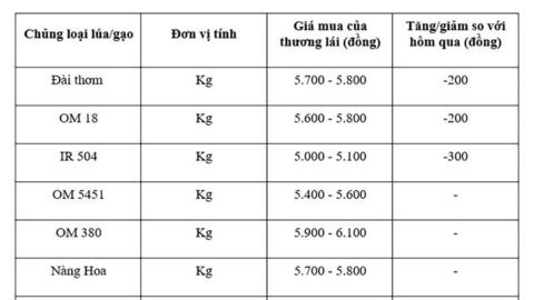 Giá lúa gạo hôm nay ngày 12/9: Lúa tươi, gạo xuất khẩu giảm mạnh
