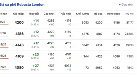 Giá cà phê hôm nay 01/10/2025: Quay đầu giảm