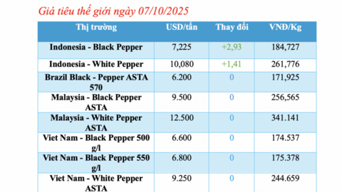Giá tiêu hôm nay 7/10/2025: Tăng nhẹ 1.000 đồng/kg