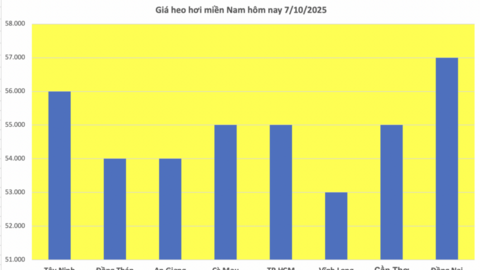 Giá heo hơi hôm nay 7/10/2025: Giảm đồng loạt ở cả 3 miền