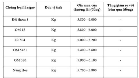 Giá lúa gạo hôm nay ngày 8/10: Gạo bình ổn, lúa tươi chững giá