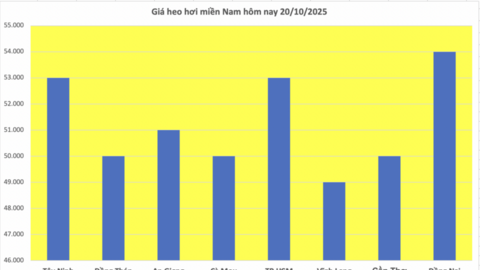 Giá heo hơi hôm nay 20/10/2025: Phiên đầu tuần lặng sóng