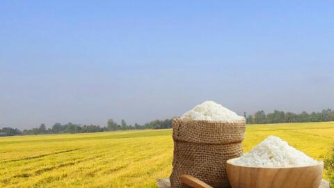 Giá lúa gạo hôm nay ngày 31/10: Thị trường lặng sóng