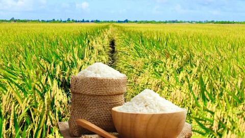 Giá lúa gạo hôm nay ngày 1/12: Thị trường khởi sắc, lúa xu hướng tăng