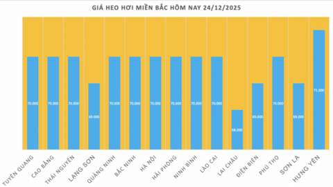 Giá heo hơi hôm nay 24/12/2025: Tăng đồng loạt, lập đỉnh mới