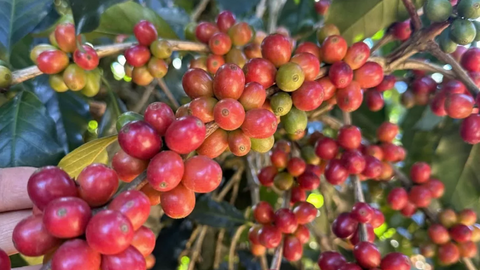 Giá cà phê giằng co trước thông tin trái chiều từ vùng cung ứng