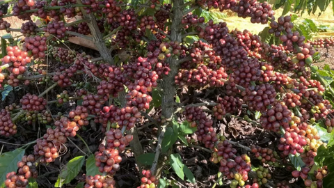 Đồng Real tăng giá, nguồn cung thắt chặt đẩy giá cà phê thế giới