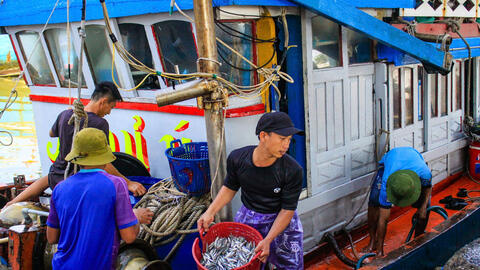 Quảng Ngãi: Những chuyến đi biển đầu năm đầy ắp cá, ngư dân phấn khởi