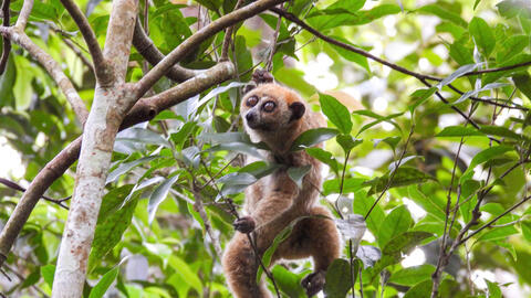 Gia Lai: Thả tê tê Java cùng nhiều động vật quý hiếm về rừng tự nhiên