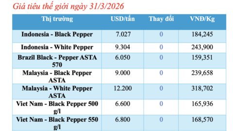 Giá tiêu hôm nay 31/3/2026: Bật tăng từ 500 - 1.000 đồng/kg