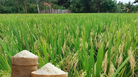 Giá lúa gạo hôm nay ngày 2/4: Lúa tươi đồng loạt tăng