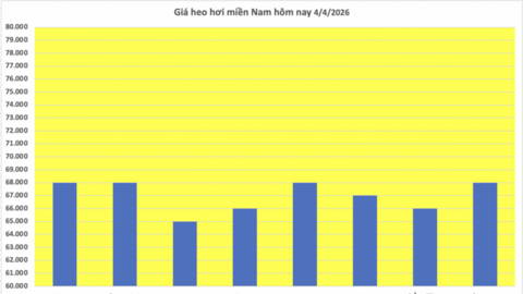 Giá heo hơi hôm nay 4/4/2026: Đồng loạt tăng tại miền Nam
