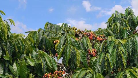 Giá cà phê hôm nay 4/4/2026: Giảm 800 - 1.000 đồng/kg