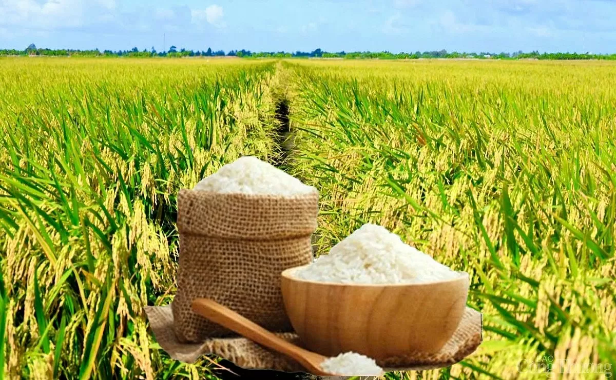 Giá lúa gạo hôm nay ngày 18/4: Gạo nguyên liệu tăng nhẹ