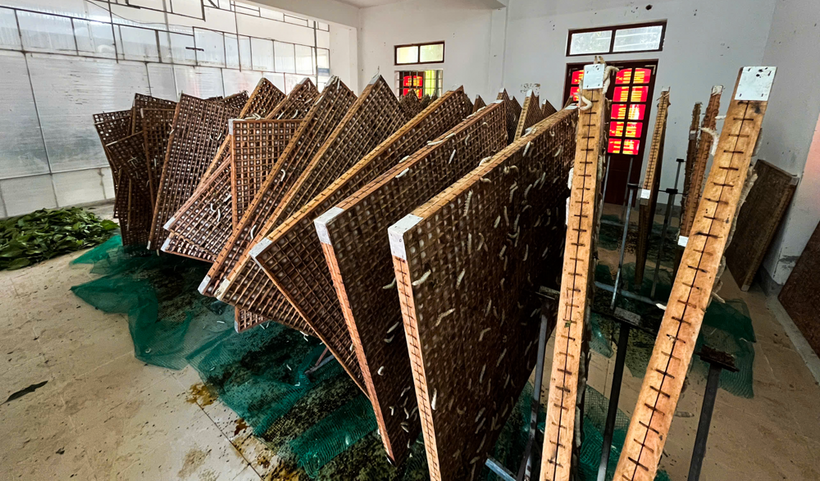 Giai đoạn ươm giống, nhiệt độ thích hợp nhất là 25-28°C