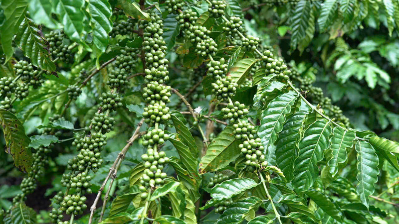 Giá cà phê hôm nay 1/8/2025: Trong nước duy trì xu hướng tăng - 5