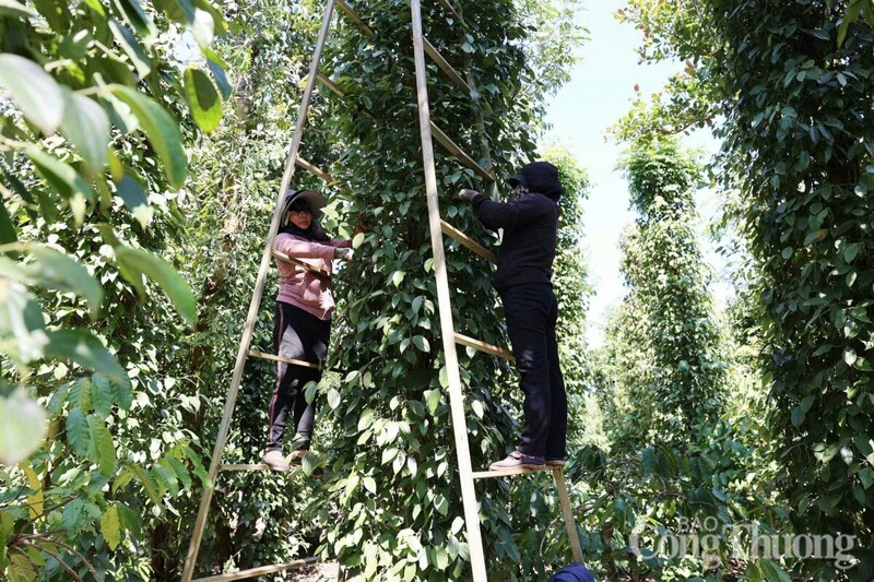 Nông dân tỉnh Đắk Nông thu hoạch hồ tiêu