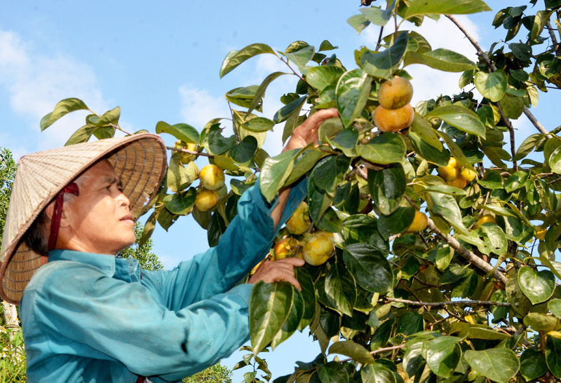 Hiện đang là cao điểm thu hoạch hồng không hạt tại vùng cao của tỉnh Thái Nguyên. Ảnh minh hoạ