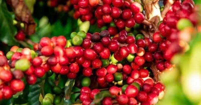 Giá cà phê Arabica neo ở mức 9.207 USD/tấn, trong khi cà phê Robusta cũng trở lại vùng 4.842 USD/tấn. Ảnh minh hoạ