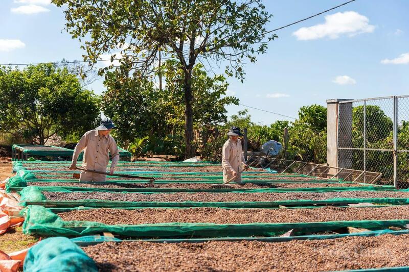 Cà phê sản xuất theo hướng bền vừng. Ảnh: Hiền Mai