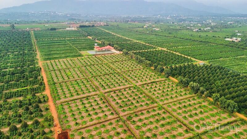 Vùng nguyên liệu trồng cà phê của Công ty TNHH Sản xuất và Dịch vụ Tam Ba. Ảnh: Hiền Mai