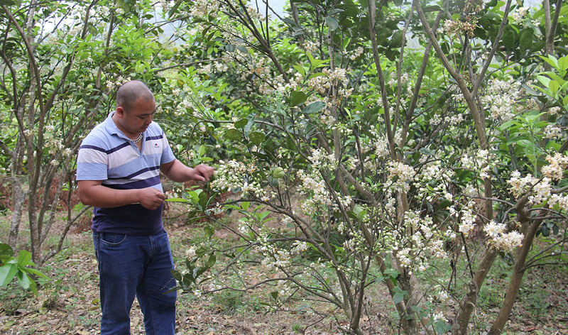 Bưởi diễn trồng trên đất Tràng Xá