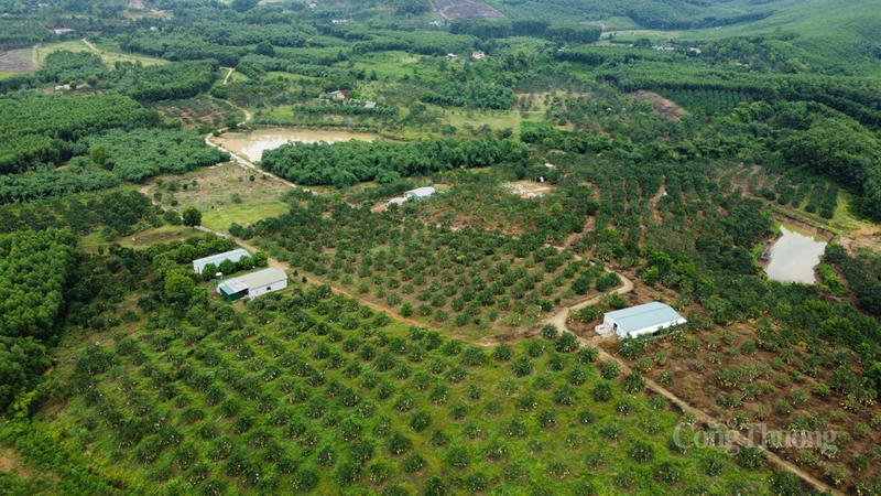 Hà Tĩnh nổi tiếng với nhiều mặt hàng nông sản nổi tiếng nhưng còn nhiều thách thức về vấn đề đầu ra. Ảnh: Trọng Tùng