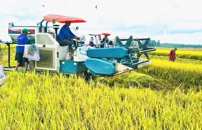 Giá lúa gạo hôm nay ngày 8/10: Gạo bình ổn, lúa tươi vưng giá. Ảnh: Thanh Minh.