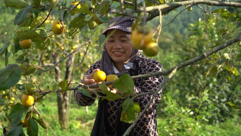Hỗ trợ phát triển sản xuất theo chuỗi giá trị, hiệu quả tích cực trong sản xuất nông nghiệp vùng dân tộc thiểu số và miền núi.