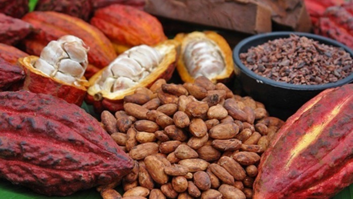 Giá ca cao trong phiên hôm qua đã tăng gần 6,5% lên mức 6.298 USD/tấn. Ảnh minh hoạ