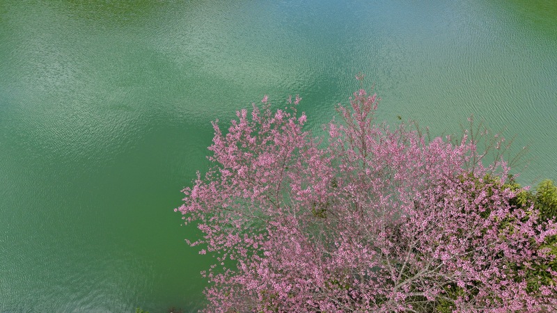 Đối với nhiều du khách, được thả hồn vào cảnh đẹp thơ mộng của hoa anh đào khiến mọi bộn bề những ngày cuối năm được gác lại. Ảnh: Nguyễn Dương