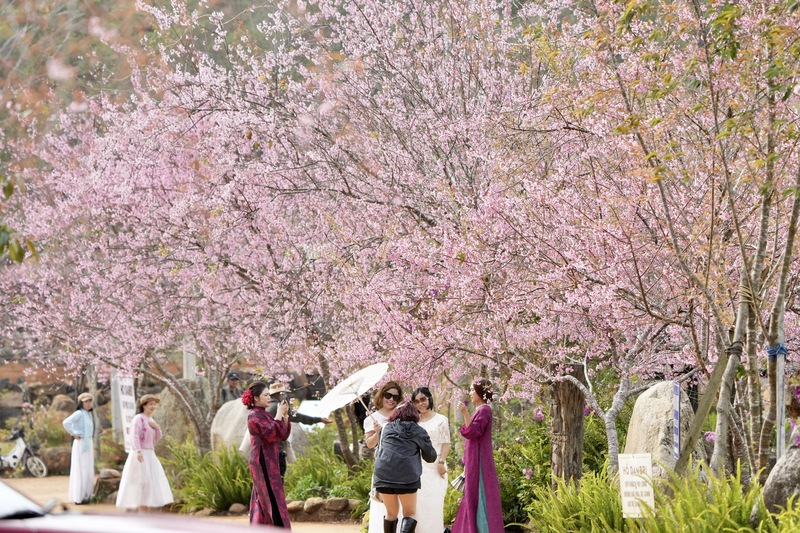 Sức hút từ rừng mai anh đào đã thu hút hàng ngàn du khách đến đây để trải nghiệm cảnh đẹp mê lòng người. Ảnh: Nguyễn Dương