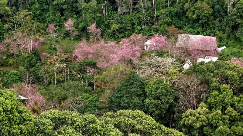 Trên những sườn núi, hoa mai anh đào như nét chấm phá giữa màu xanh ngát của núi rừng Măng Đen. Ảnh: Nguyễn Dương