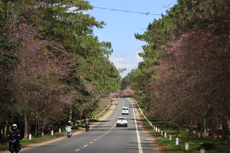 Dọc hai bên đường, nhưng cây mai anh đào mọc san sát nhau tạo thành một cung đường đẹp. Ảnh: Nguyễn Dương