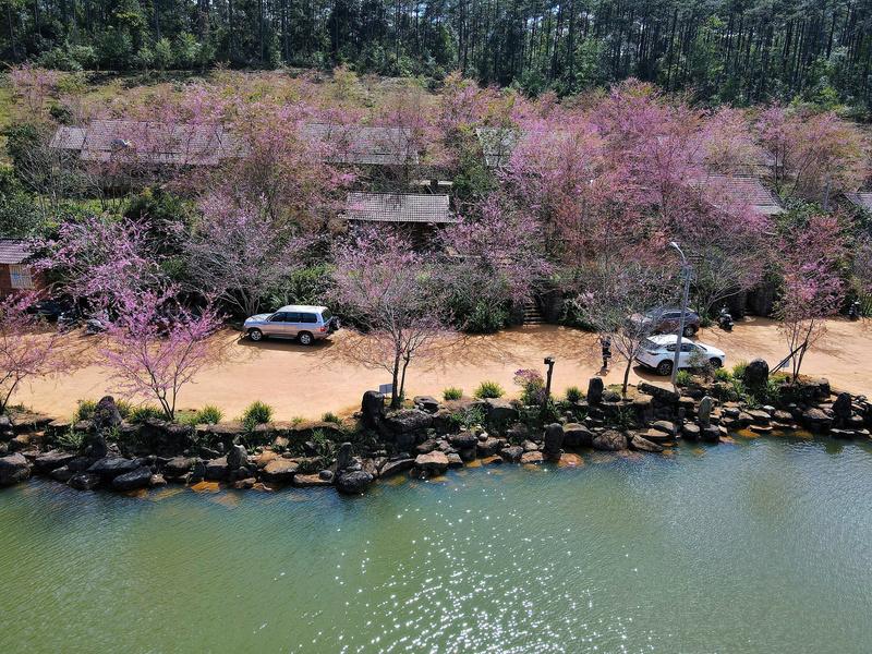 Mai anh đào bung nở dọc theo bờ hồ khiến khung cảnh như một bức tranh thủy mặc. Ảnh: Nguyễn Dương