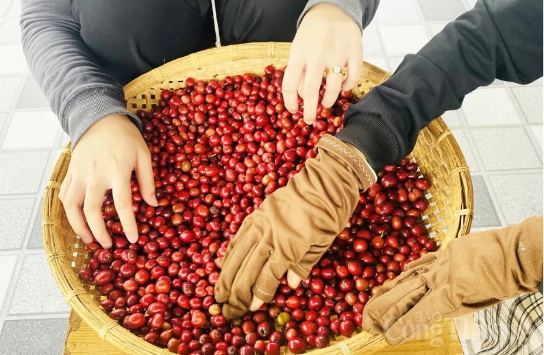 Giá cà phê Arabica giảm tới 4,2% đóng cửa tại mốc 6.298 USD/tấn, đánh dấu mức thấp nhất trong vòng 15 tháng qua.
