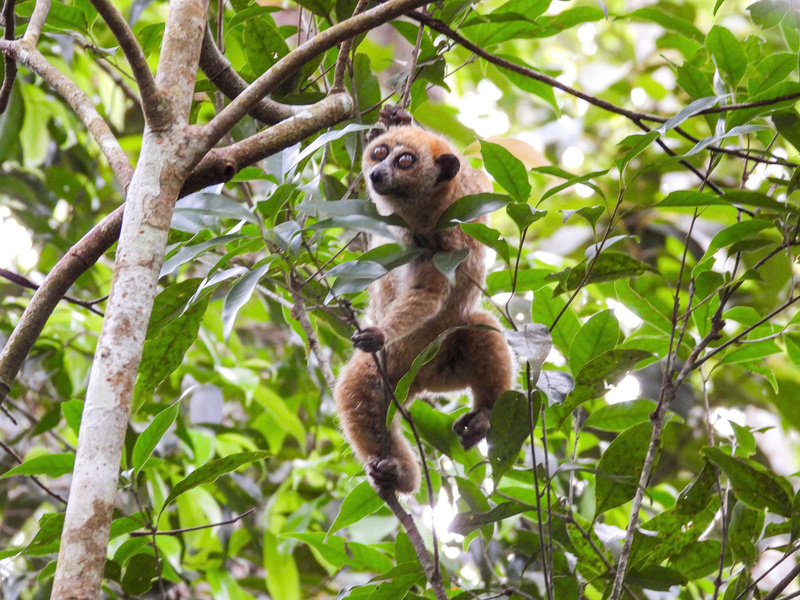 Cu li nhỏ (Xanthonycticebus pygmaeus) được thả về môi trường tự nhiên.